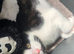 Blk/white kittens ready to go