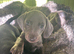 Daschunds