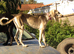 SALUKI YOUNGSTERS.
