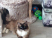 Ragdoll kittens