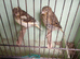 2 CANARIES FOR SALE
