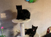 Adorable Black Kittens for Sale - Two Girls & One Boy