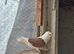 Owle for sale