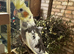 Lovely male cockatiel