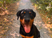 American Rottweiler