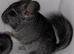 ( Full pedigree ) Standard Baby Chinchilla kits now available