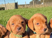 KC FOX RED LABRADOR PUPPIES