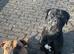 Cane corso x presa canario