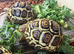 Leopard Tortoise Hatchlings- Standard colouring / rare high whites.