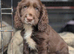 Working sprocker spaniel