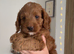 Tiny cockapoo puppies