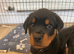 Beautiful Rotti Pups