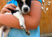Jack Russel pups