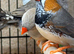 Assorted zebra finches