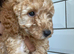 Beautiful toy poodles carrying chocolate