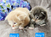 Kittens ready 17/10/26