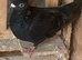 Black racing racer Homer pigeon