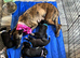 Whippet pups 1 boy left
