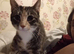 Gray tortie female