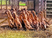 Trios RARE Fawn Indian Runner Ducks