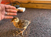 Ringneck pheasant chicks