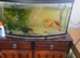 FISH AND TANK