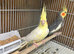 Pair cockatiel