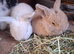 Mini lop