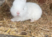 Pick up only pick up is Peterborough beautiful Netherlan dwarfs