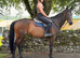 16.1hh | 9yo Mare | By Yeats