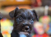 Beautiful Terrier Mix Puppies – Family Bred & Raised