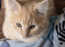 Maine Coon x Ragdoll kitten