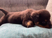 Stunning Rotti pups