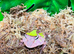 Green Surinam Horned Frog at Birmingham Reptiles