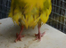 4 kakariki chicks ready noe £55 each