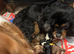 Cavalier King Charles Spaniel Puppy