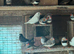 2026 Zebra Finches for sale