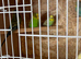 Young budgies