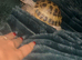 Full set up of two tortoise!