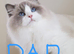 2 Beautiful Purebred Ragdoll Kittens for Sale