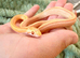 5 Month old Female Butter Stripe Corn Snake