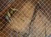 Ringneck pairs looking new home