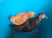 2 bantom hens 14 weeks old