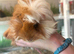 Peruvian, Sheltie & Alpaca baby boars