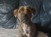 Staffy Female 3 Months Old