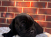 8 beautiful cane corso puppies for sale