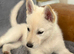 Husky-hybrid, Utonagan Puppies For Sale