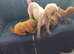 Beautiful cavapoo puppy
