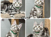 TICA registration Maine coon kittens Ready Now