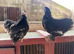 Gorgeous POL pekin hens